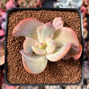 Echeveria 'Berserk' Variegated 2"-3" Cutting Succulent Plant