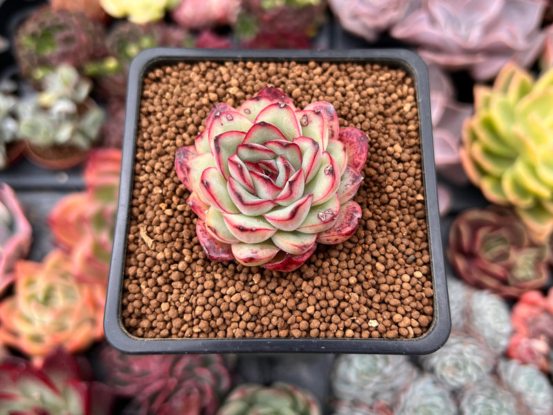 mexican succulent plant Echeveria 'Mexican Pulidonis' 1" Succulent Plant – True Succulents Plant Co