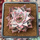 Echeveria 'Red Dragon' 3" Succulent Plant