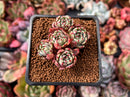 Echeveria 'Nanahukumini' 1" Cluster Succulent Plant