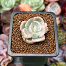 Echeveria 'Berkley Light' Variegated 1” Succulent Plant
