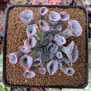 Echeveria 'Trumpet Pinky' 2" Succulent Plant
