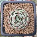 Echeveria 'Ben Badis' 1" Succulent Plant