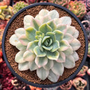 Echeveria 'Fun Queen' Variegated 5" Succulent Plant