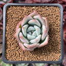 Echeveria 'Colorata' Powdery 1" Succulent Plant