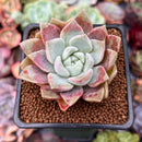 Echeveria 'Pink Spot' 1" Succulent Plant