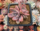 Graptoveria 'Mrs. Richards' Variegated 4" Succulent Plant