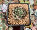 Echeveria Agavoides 'Kingsway' 1" Succulent Plant