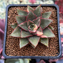 Echeveria 'Monocerotis' Variegated 2" Succulent Plant