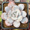 Echeveria 'Laui' 2" Powdery Succulent Plant
