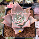 Echeveria 'Madiba' 2" Succulent Plant