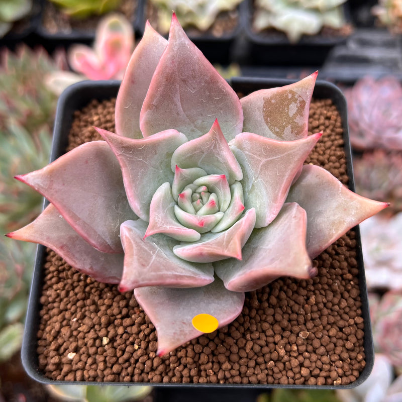 madiba succulent Echeveria 'Madiba' 2