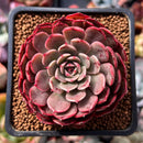Echeveria 'Muhly' 2" Succulent Plant