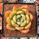 Echeveria 'Yellow Champaign' 2" Succulent Plant