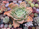 Echeveria 'Pastel' 5"-6" Succulent Plant
