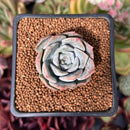 Echeveria sp. 1" Succulent Plant