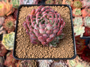 Echeveria 'Zaragoza' Hybrid 2" Succulent Plant