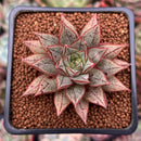 Echeveria 'Purpusorum' White Form 2" Succulent Plant