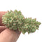 Echeveria 'Tippy' Crested 1" Rare Succulent Plant