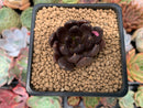 Echeveria 'Blackbird' 1" Succulent Plant
