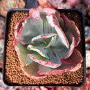 Echeveria 'Flying Cloud' Variegated 3" Succulent Plant