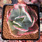 Echeveria 'Flying Cloud' Variegated 3" Succulent Plant