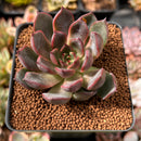 Echeveria Agavoides 'Red Bell' 2" Succulent Plant