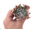 Echeveria 'Swan Lake' 1"-2" Succulent Plant