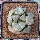 Haworthia sp. 2" Succulent Plant