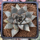 Echeveria 'Purpusorum' White Form 2" Succulent Plant