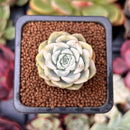 Echeveria 'Tinkerbell' Variegated 1" Succulent Plant