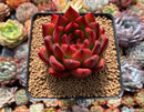 Echeveria Agavoides 'Morgain' 3"-4" Succulent Plant