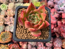Echeveria Agavoides 'Elizabeth' 1"-2" Succulent Plant