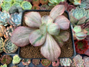 Echeveria 'Suyon Frill' Variegated 3" Succulent Plant