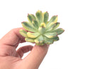 Echeveria 'Pulidonis' Variegated 2” Rare Succulent Plant