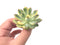 Echeveria 'Pulidonis' Variegated 2” Rare Succulent Plant