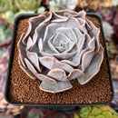 Echeveria 'Pollux' 3" Succulent Plant