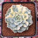Echeveria 'Bluette' Variegated 3"-4" Succulent Plant