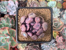 Echeveria 'Cupid' 2" Succulent Plant