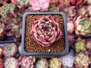 Echeveria 'Flora' 1" Succulent Plant