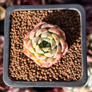 Echeveria 'Mohitta' 1" New Hybrid Succulent Plant