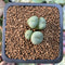 Conophytum sp. 1/2"-1" Succulent Plant