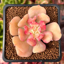 Echeveria 'Blade Runner' 2" Succulent Plant