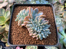 Echeveria 'Hosikage' Crested 2"-3" Succulent Plant
