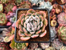 Echeveria 'Twin Berry' 2” Succulent Plant