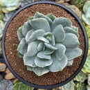 Echeveria 'Luella' Variegated 3" Succulent Plant
