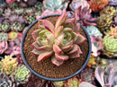 Echeveria Agavoides 'Shallot' 4" Cluster Succulent Plant