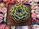 Echeveria Agavoides 'Blue Dragon' 3" Succulent Plant
