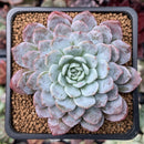 Echeveria 'Raffine' 2" Succulent Plant