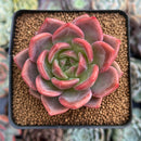 Echeveria 'Sharman' 2" Succulent Plant